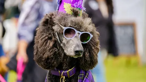 Dogstival A fluffy haired dog wearing sunglasses and a purple coloured outfit