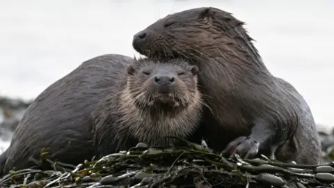 Two otters snuggle together while lying on seaweed