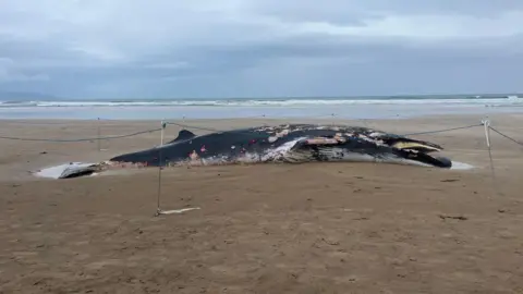 A dead whale upside down on the sand. The tide is out and a cordon around the carcass can be seen