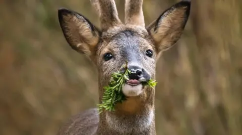 Jack Murden A young roe deer chewing on green pine leaves.