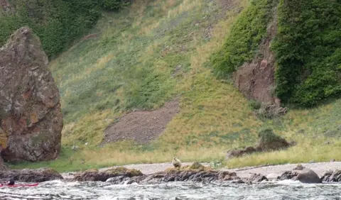 Peter Jolly Northpix A large grass-covered slope and a rocky beach. A sheep is just visible standing on the rocks, next to the sea. 
