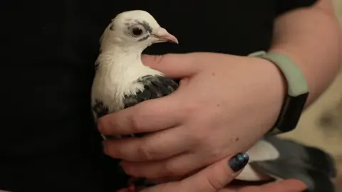A black and white pigeon is being held by a woman in this close-up photograph of the bird. 
