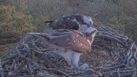 A pair of osprey birds on a nest on a platform at Ranworth Broad.