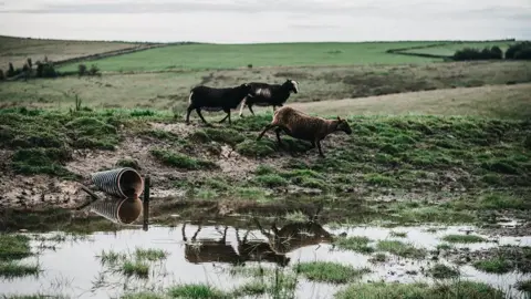 A rolling landscape with three sheep walking down a small hill. They are reflected in a body of water beneath the hill. A pipe feeds into the body of water.