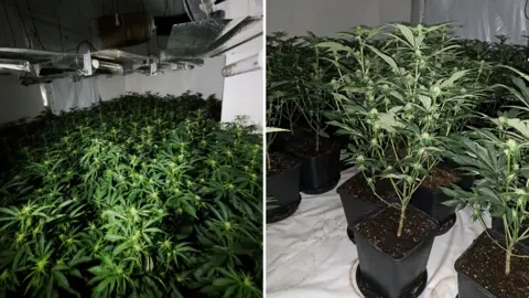 Northumbria Police Two pictures side by side. The left shows dozens of cannabis plants crowded into a room with a lighting rig set up over it. The right image is a close up of a cannabis plant, a tall green plant with sharp leaves in a black plastic plant pot and brown soil.