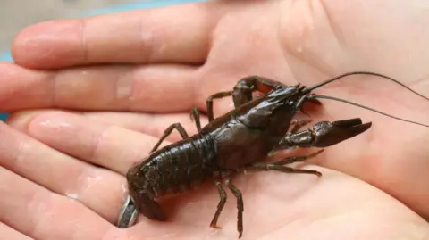 An American signal crayfish is held in the hands of a person. It looks like a small brown lobster. 