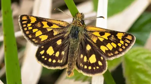 A close up image of a chequered skipper butterfly. It is distinguished by yellowish spots on its wings.