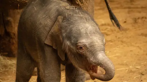 ZSL A close-up image of a baby elephant, with its trunk turned up. There is mud and straw on the ground. 