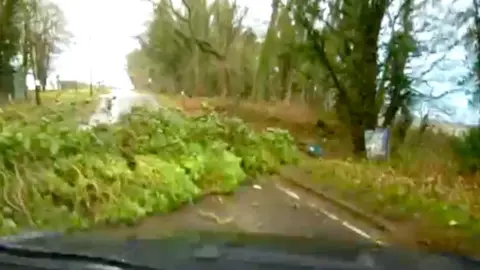 Dashcam photo showing a rural road with green and brown woodland either side. A fallen tree lies across the road.