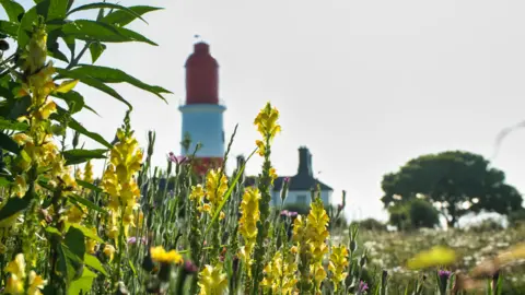 Richard R Clark Yellow and pink flowers in the foreground,against a red and white striped lighthouse, seemingly blurred by the heat.