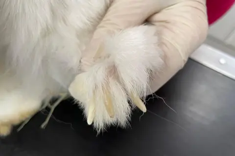 Brinsley Animal Rescue Long nails on the foot of a rabbit