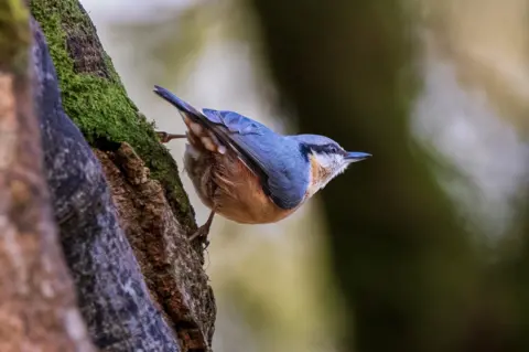 Kenneth Milligan A blue and gold bird on a tree covered with moss