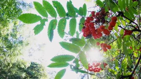 Cunning As A Fox A shot taken facing upwards of the sunlight through green leaves and red berries 