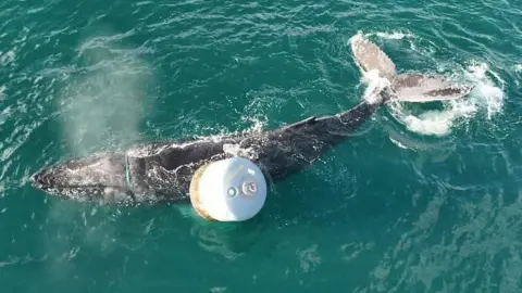 The whale has a rope around its head. The rope is attached to a buoy. It is blowing water and is thrashing its tail. 