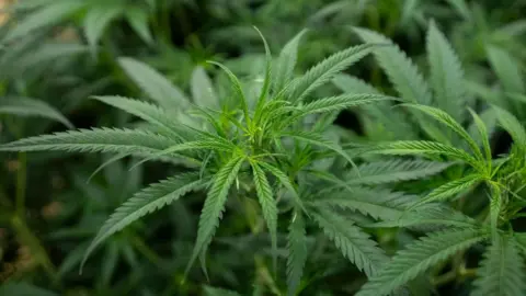 Cannabis plant file photo