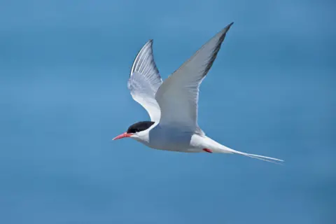 Charrán ártico en vuelo, Getty Images