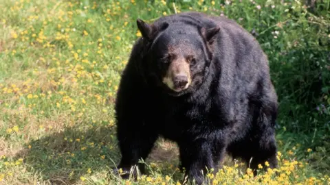 File image of a black bear in California
