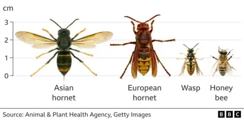 An Asian hornet, European hornet, wasp and honey bee shown against a scale of 3cm