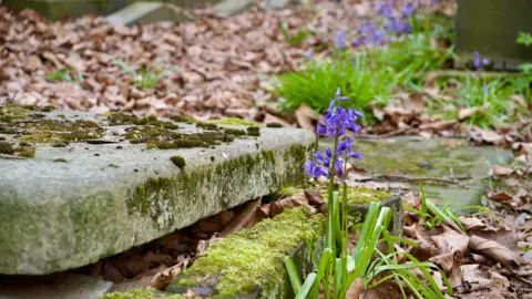 A single bluebell next to a memorial slab in a cemetery