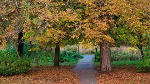 BBC Weather Watchers/Skylark Drone A tarmac path covered in autumn leaves leads towards two large trees which are heavy with autumn leaves.
