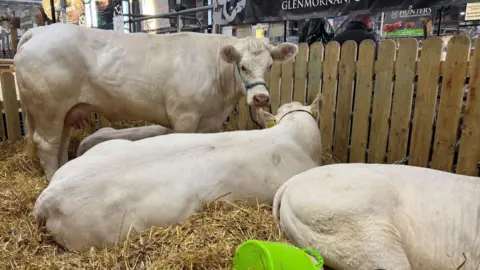 Three cream coloured cows in a pen. Two are lying down and their faces are not visible. The third cow is standing up with a blue harness around its' face.