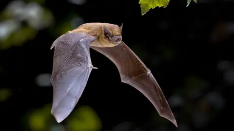 蓋蒂圖片社 Pipistrelle 蝙蝠