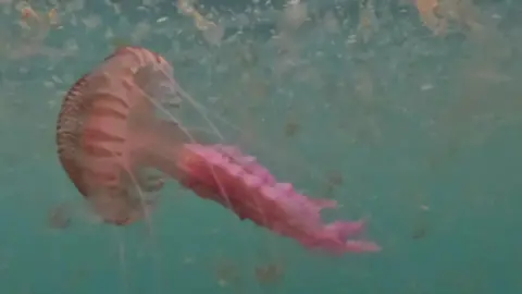 Marine Discovery Penzance The image shows a mauve stinger jellyfish underwater. The jellyfish has long purple tentacles. 
