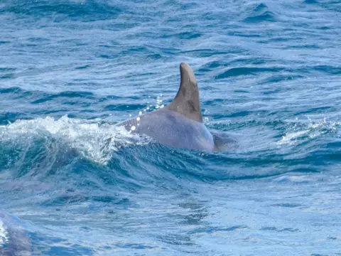 Emma Legge The dorsal fin of a dolphin among waves in the sea.