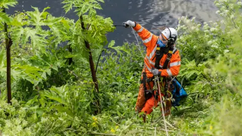 Phil Wilkinson Man tackling giant hogweed