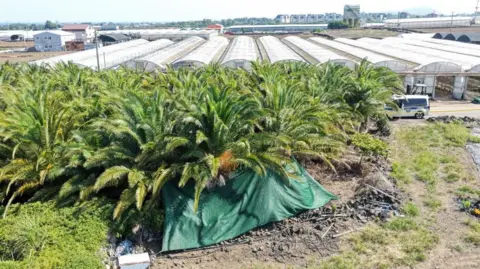 A tarpaulin set up over part of a palm tree farm in Jeju