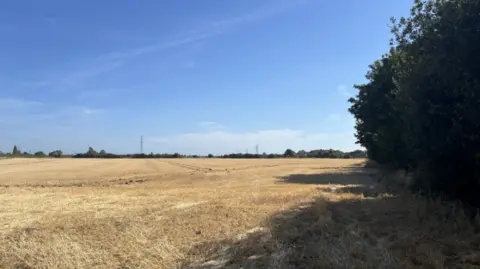 BBC / Lara King A large golden field with trees surrounding it. Skies are blue and there is a large hedge to the right
