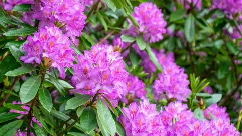 Rhododendron ponticum plant showing vivid pink flowers
