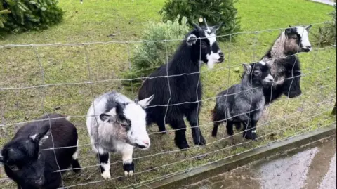Natalie Bell/ BBC Five black-and-white goats looking through wire fencing. Christmas trees are laid on the green grass behind them.