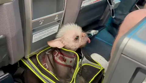 Holly Middleton A striking-looking small dog sits inside a soft, see-through travelling case with its head sticking out of the top, on board an aeroplane. The dog - a pug and Chinese crested cross - has wild, white fur, a long red tongue and big brown eyes. It is wearing a red and white harness. The bag, which is black and bright yellow, is on the floor in front of a seat and the leg and foot of a passenger can be seen next to it.