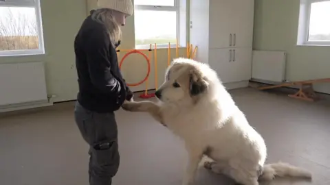 Mark McAlindon/BBC Lauren Pickthall and Brody inside a dog training room. There is a see-saw, hoop and yellow sticks against the walls. Brody is lifting his right paw into Ms Pickthall's hand.