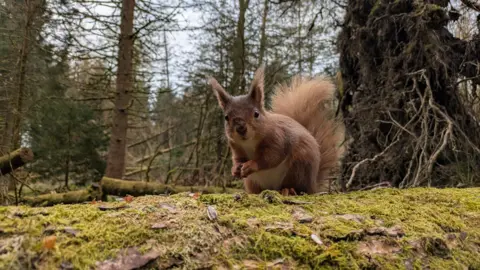 A red squirrel is looking directly at the camera whilst sitting on a felled tree covered in green moss. 