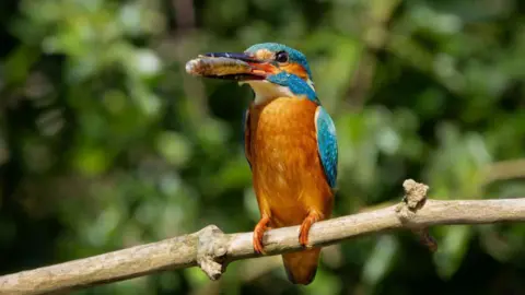 Ollie Owen A kingfisher bird sitting on a branch 