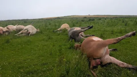 OTHER Cows lie dead in a field 