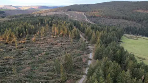 Destruction caused by Storm Bert pictured at Caio Forest near Llandovery, where hundreds of pine trees have fallen over, blocking the roads. More devastation can be seen in the hills in the background, with hundreds of pine trees brought down with the storm.