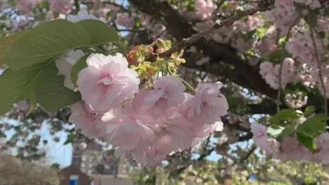 Julie Harrison Spring blossom in Eastbourne