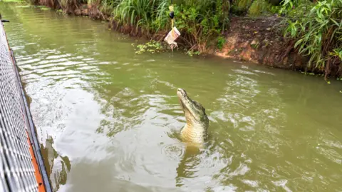 Getty Images A croc being fed on a jumping croc tour near Darwin