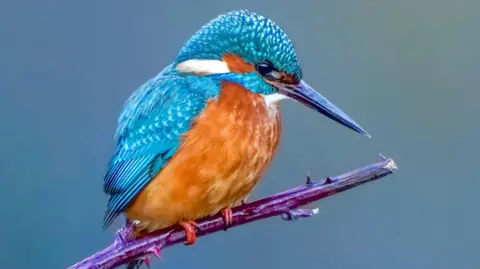 Paulina Zgondek A kingfisher sits on a branch looking down. Its feathers are a mixture of dark orange and light blue