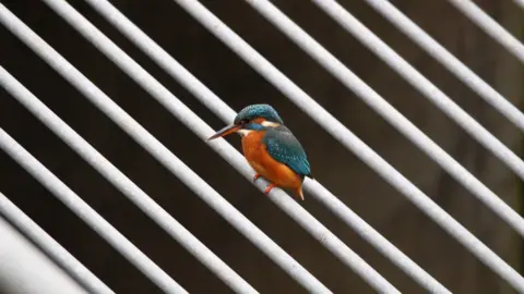 Tom Bellamy a kingfisher sitting on a white metal rod