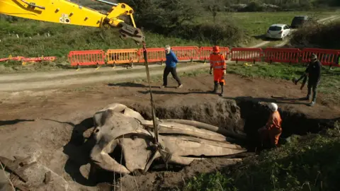 A yellow digger arm over a hold containing an enormous whale skull, with a harness around it. One person stands in the hole beside the skull, while three others stand next to it looking in.