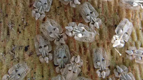 Woodland Trust Multiple plane lace bugs on plane tree