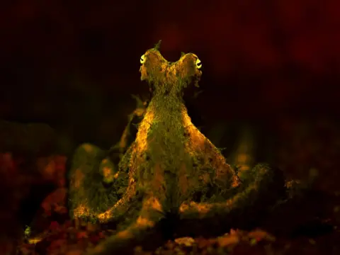 Jacob Guy An elusive algae octopus shows off its fluorescence under ultraviolet light.
North Sulawesi, Indonesia
