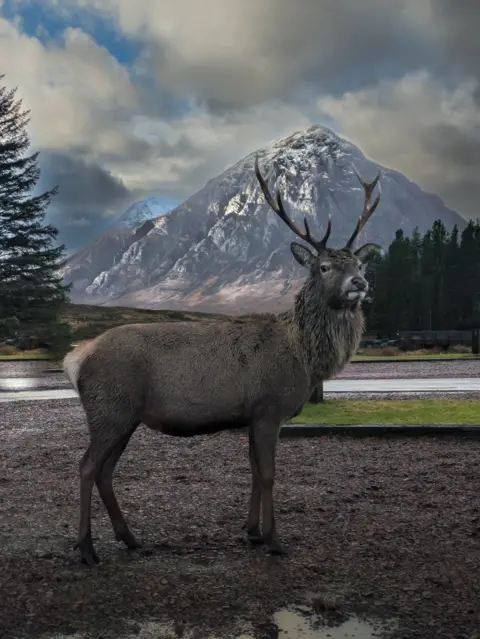 Leeanne Dobbie Portrait image of a stag, standing close to the camera. In the distance, a snow-capped mountain is visible below a cloudy sky.