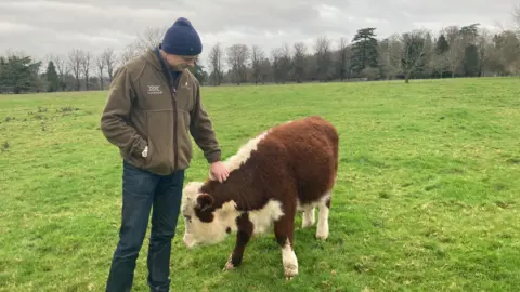 Man wearing jeans, jacket and hat with a small cow in a field