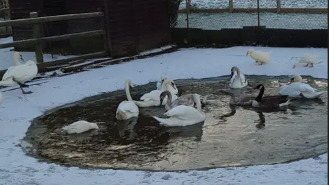 Wychbold Swan Rescue A group of swans and ducks in icy water on a lake near a wooden fence. there is ice reflecting on the water but some of the swans have their heads underwater. Snow dusts the ground around the lake.