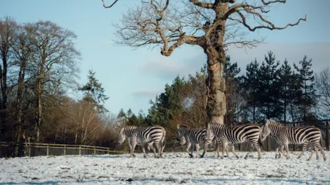 Longleat Safari Park A herd of zebras walking through the snow in their enclosure at Longleat. They are all heading towards the left of the image, where a wooden fence blocks off an area of woodland. There is a large tree in the middle of the field and the skies are a light blue with wispy clouds.